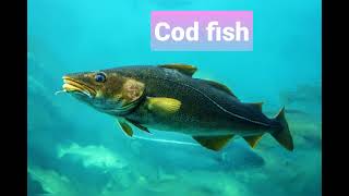 quotCod fish Pronounciationquot codfish fish ocean animals water sea [upl. by Cassell]