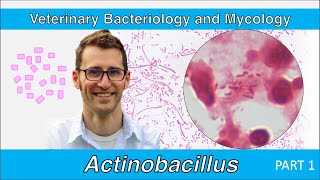 Actinobacillus Part 1  Veterinary Bacteriology and Mycology [upl. by Ecirtac]