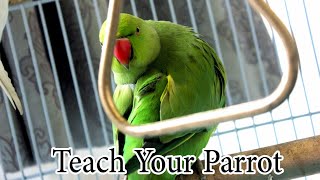 Teach Your Parrot To Learn Talking Quickly [upl. by Leval]