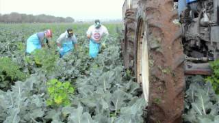 Historias de Éxito Grupo Agroindustrial la Huerta [upl. by Wellington]