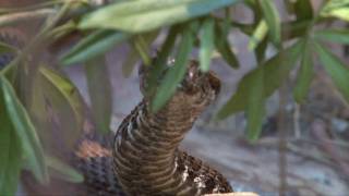 ZSL London Zoo  Reptile House [upl. by Hammock383]