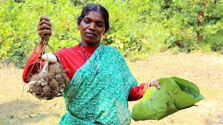 Find Wild KAPUTIKI Potato from Jangal and Cooking  Recipe of Forest Kaputiki Potato [upl. by Marion]