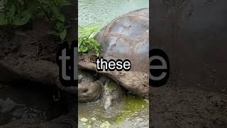 The Galápagos Tortoise wildlifediversity animals wildlife [upl. by Ardnua]