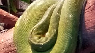 Info about the green tree python [upl. by Amitak566]