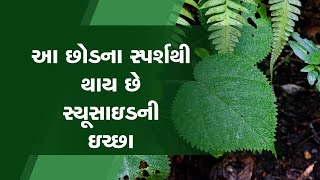 Gympie Plant દુનિયાનો સૌથી ભયાનક છોડ જેને અડવાથી થાય છે સ્યૂસાઇડની ઇચ્છા [upl. by Dahlia359]