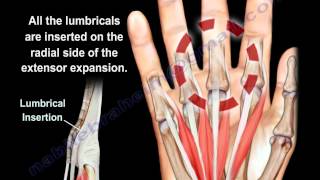 Lumbrical Muscles Of The Hand Anatomy  Everything You Need To Know  Dr Nabil Ebraheim [upl. by Salmon]