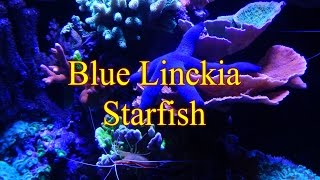 Adding Blue Linckia Starfish  Reef Tank [upl. by Thomson]