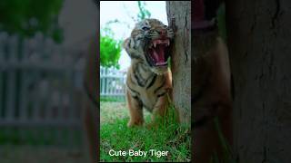 Cute Baby Tiger Roaring [upl. by Samaria]