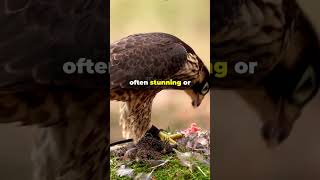 Falcons Epic Stooping Technique 🦅 17 fascinatingwildlife endangeredspecies [upl. by Eseer]