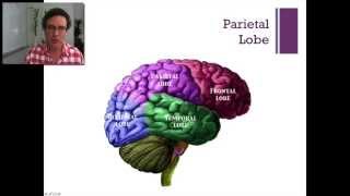 Lecture14 The Parietal LobeIntroduction to Psychology [upl. by Selestina765]