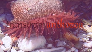 Nemo and anemone  Anthozoa adventure [upl. by Moises389]