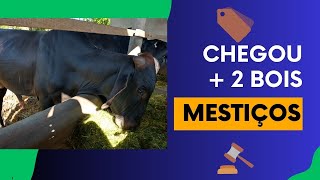 CHEGOU MAIS 2 BOIS MESTIÇOS [upl. by Avek]