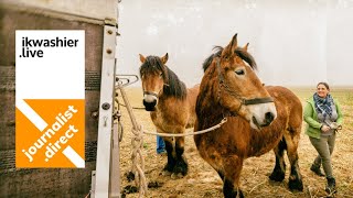 Belgische trekpaarden ploegen op ploegdag Trekpaardenfokkerij ’t Greeveshof in Nederokkerzeel [upl. by Lilly]