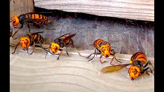 Catching giant hornets with a sticky sheet but a smart hornet avoided the trap with subtitles [upl. by Malchus]