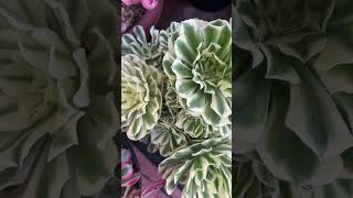 Plant of the day  Aeonium Green Medusa [upl. by Adnohsirk]