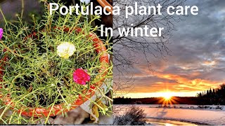 Portulaca plant care tips in winterMoss Rose plant care tips in winter 9o clock plant care [upl. by Goat]