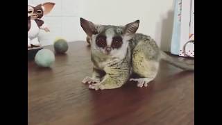 Funny bush babies galago play with balls [upl. by Iznek]