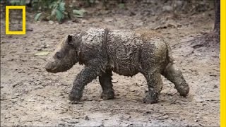 Baby Sumatran Rhino Is Indonesia’s First Born in Captivity  National Geographic [upl. by Ettevey]