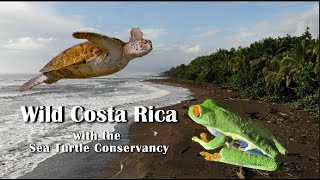 Wild Costa Rica with Sea Turtle Conservancy  Tortuguero National Park Arenal Volcano  4K Travel [upl. by True]