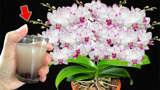 1 Cup a Week Any Orchid Will Grow Hundreds Of Orchid Flowers [upl. by Kirven]