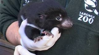 Tasmanian Devil Pouch Check at Taronga [upl. by Keeler]