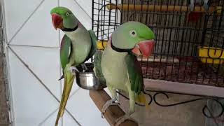 BEST  TALKING PARROT  PARADISE BIRDS INFORMATION OFFICIAL  Youtube [upl. by Stormy]