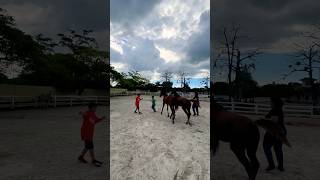 Horses having fun with childrens😍🥰😍 horse [upl. by Arno]