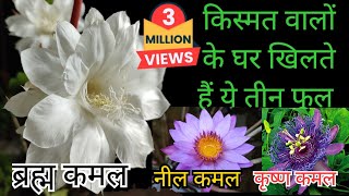 किस्मत वालों के घर खिलते हैं ये 3 फूल  Brahma Kamal Neel kamal Krishna Kamal Ghar Pe Kaise Ugain [upl. by Bertina267]