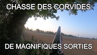 CHASSE DES CORVIDÉS  DE MAGNIFIQUES SORTIES  PARTIE 12 [upl. by Nyleuqaj774]