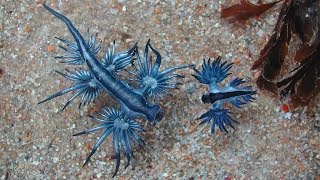 Голожаберный моллюск Главк лат Glaucus atlanticus [upl. by Eseenaj]