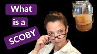 What is a Kombucha SCOBY [upl. by Maria121]