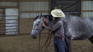 How to halter your horse safely with a ROPE halter [upl. by Christis]