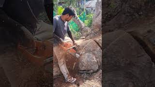 Husqvarna Chainsaw VS Big Wood chainsaw husqvarna shorts 1405 [upl. by Natassia938]