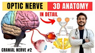 cranial nerve anatomy  visual pathway and lesions  cranial nerve 2 anatomy [upl. by Leaw]