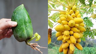 Tips To Grow Papaya From Fruit 100 Success Sor New Gardeners [upl. by Clementia]