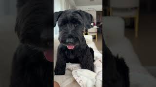 🐕❤️🏆How big is a Giant Schnauzers head shorts cute dog doglover shortvideo trending puppy [upl. by Luhar]