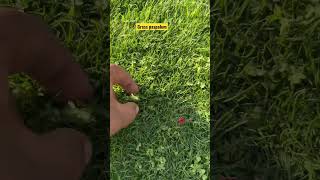 Instalación de grass paspalum para bajo mantenimiento y riego recomendado por luis de la cruz [upl. by Hayn145]