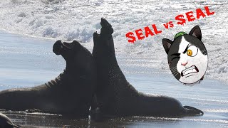 Epic Elephant Seal Fight  CAPTURED [upl. by Adnohsek]