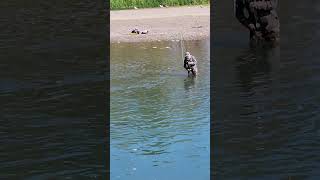 I finally caught a large salmon that jumped incredibly I ❤️ salmon fishing Vancouver Canada 🇨🇦 [upl. by Nicks]