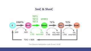 5mC and 5hmC Sequencing Methods and The Comparison [upl. by Anitsahs681]