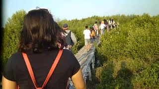 Video rekaman Menyusuri Hutan Mangrove di karangsong Indramayu [upl. by Fini]