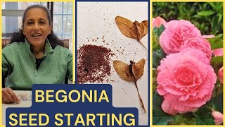 How To Grow Begonias From Seed [upl. by Acceb363]