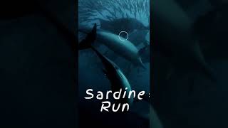 Dolphins Strike First Sardine Run 🌊✨  South African [upl. by Eerot47]