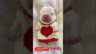 Baby piggy 🐷shorts short share shots cute funny trending youtubeshorts [upl. by Giacinta861]