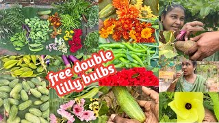 Harvesting veggies with momfree double Lilly bulbsseeds update [upl. by Annailuj]