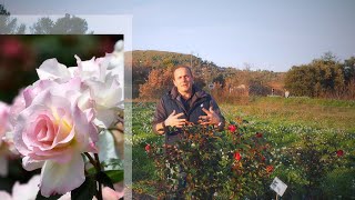 Matthias Meilland presents 6 classic Meilland rose varieties [upl. by Attesoj447]