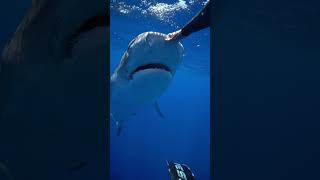 the nictitating membrane is protecting their eye savesharks tigershark ocean sharkdiver sharks [upl. by Jairia226]