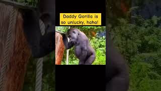 TDaddy Gorilla is so unlucky haha Gorilla MischievousKid cute animals babyanimals [upl. by Ominorej]