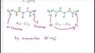 How to Calculate Peptide Charge and Isoelectric Point MCAT Trick [upl. by Danna]