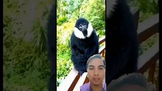 the amazing sound of gibbons to call their friends Owa Jawa gibbon shorts shortvideo [upl. by Annaid]